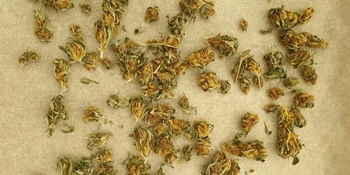 Décarboxylation - Comment obtenir (plus) de THC dans votre Cannabis Edibles !