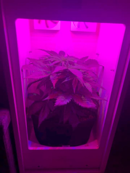 minigrow