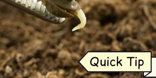 Planter des Graines de Cannabis | Quick Tip