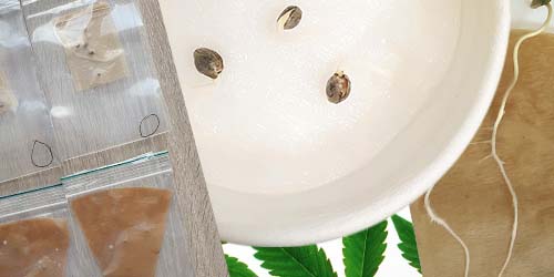 germer graines cannabis