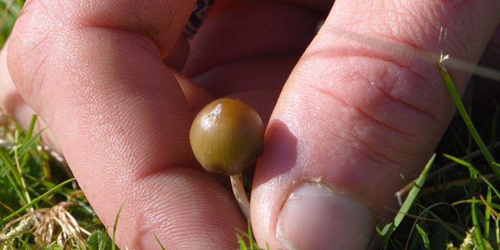 Recherche Psilocybe Fer de Lance & Autres Champignons