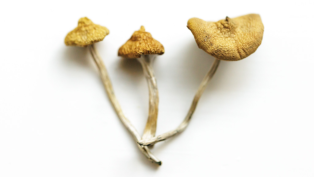 3 champignons<em>Psilocybe azurescens</em> séchés