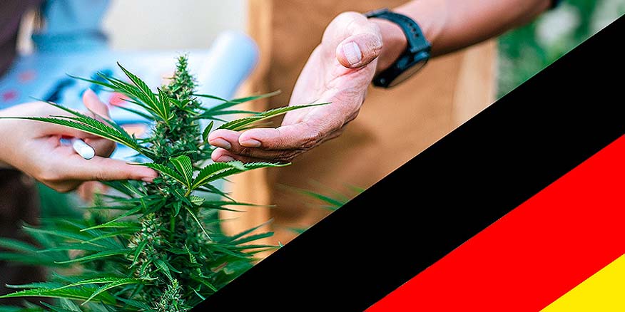 Plante de cannabis et drapeau allemand