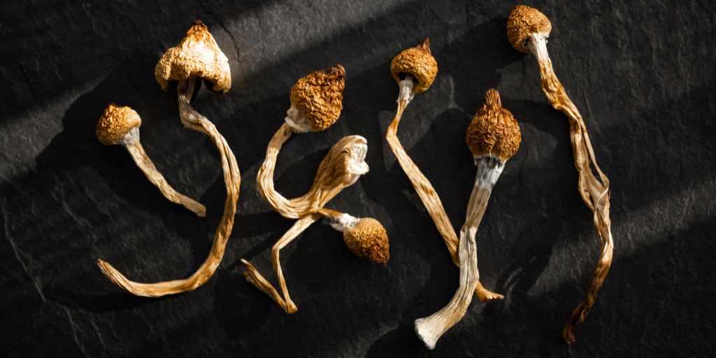 Tout ce qu'il faut savoir pour cultiver des champignons magiques