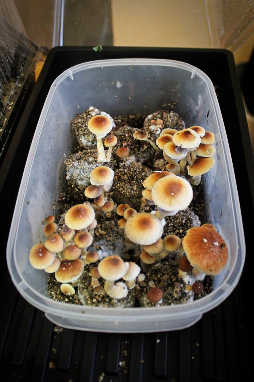 Une boite a chaussures en plastique dans laquelle Psilocybe cubensis est cultive.