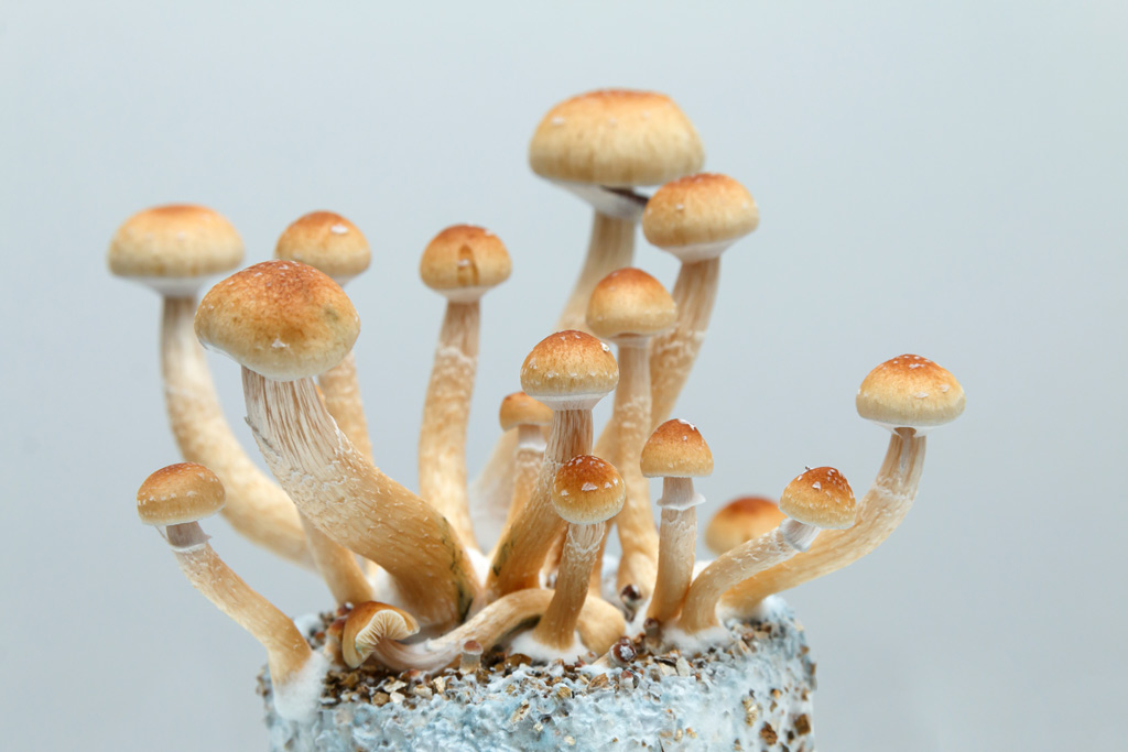 Psilocybe cubensis pret pour la recolte.