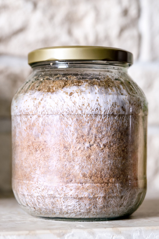 Le mycelium pousse dans un bocal en verre contenant un substrat riche en nutriments.