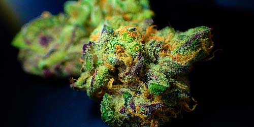 Le cannabis néerlandais plus fort qu'ailleurs en Europe