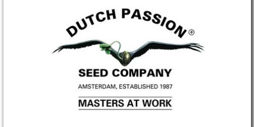 Dutch Passion graines