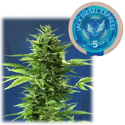 Jack Diesel Express Autoflower Positronics Jack Diesel Express Autoflower Positronics Dutch Headshop