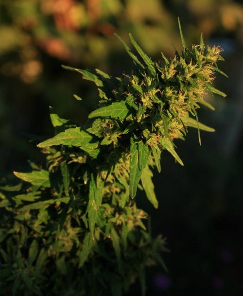 Plante De Cannabis A L'ext&eacute;rieur Dutch Headshop