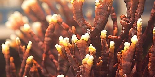 Reishi : le champignon « Bien-être »