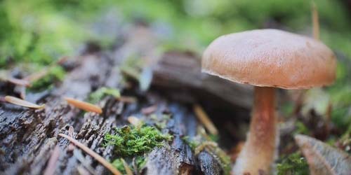 Champis et Magic Truffes : La gueule de bois