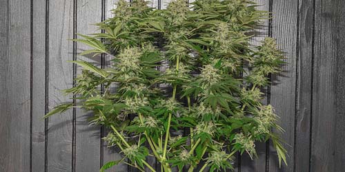 Tout sur les graines de cannabis à autofloraison