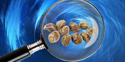 Microdosage Partie 4 – Graines de LSA, du LSD naturel ?