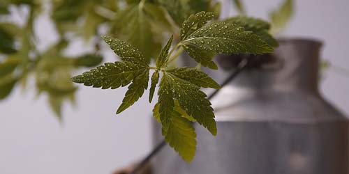 Différence entre THC, l’huile de marijuana, l’huile de CBD
