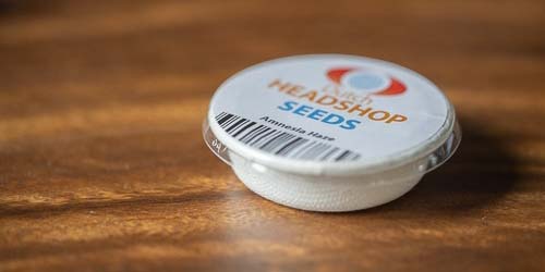 Germer graines cannabis avec disques en coton et barquette