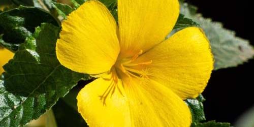 Fumer Damiana : Effet & Bienfaits