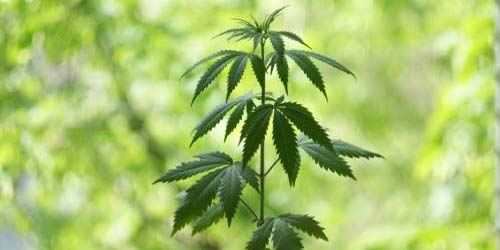 Les Meilleures Plantes de Cannabis à Autofloraison