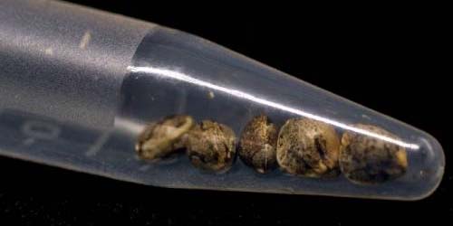 Choisir les Meilleures Graines de Cannabis