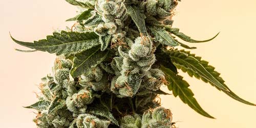 Voici la variété de cannabis la plus forte