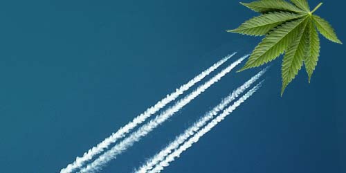 Que sont les graines de cannabis à floraison rapide et que pouvez-vous en faire ?