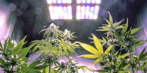 Culture du Cannabis Interieur pour Débutants