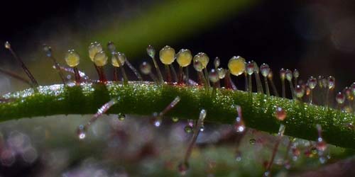 Hash ou Weed: la différence et l'utilisation