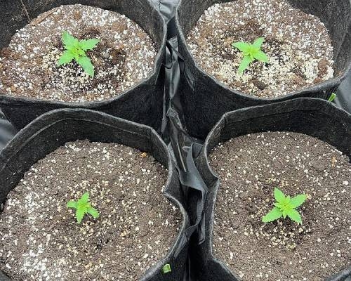 Fr&eacute;quence Arrosage Cannabis