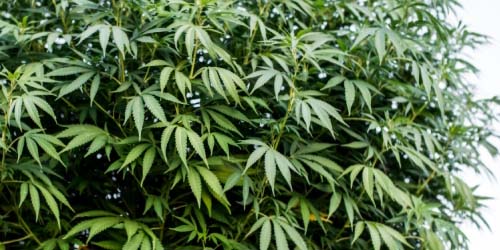 Le meilleur Variétés Cannabis Indica pour Notre Propre Cultiver