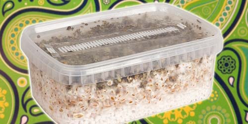 Kit de culture pour champignons hallucinogènes : Cultiver soi-même des champignons hallucinogènes en 10 étapes