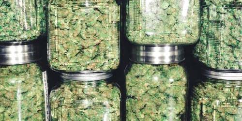8 solutions pour utiliser votre cannabis récolte