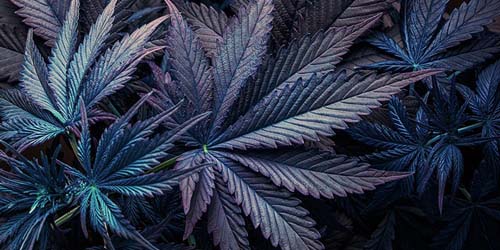 Purple Haze et Blueberry – Cultiver du cannabis violet en quelques étapes simples