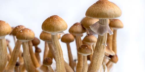 Culture de Champignons Hallucinogènes - Comment maximiser votre récolte de Champis