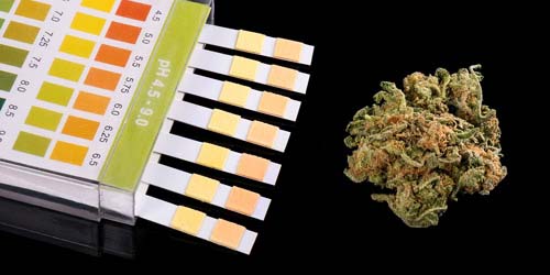 Le pH idéal pour la Culture du Cannabis
