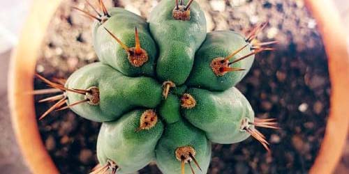 Cultiver le Cactus San Pedro : Germer des Graines et faire Pousser