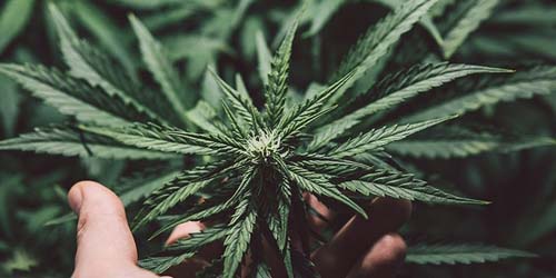 Des variétés de cannabis sativa à essayer absolument