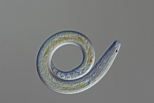 slakken in de tuin nematoden