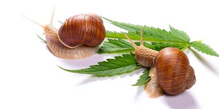 Combattre les escargots sur votre plante de cannabis