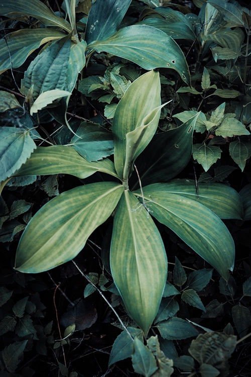 slakken wiet hosta's