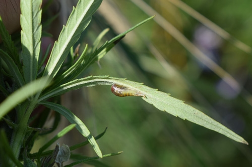 escargots sur cannabis