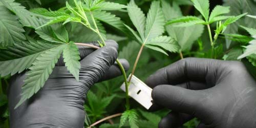 Faire des Bouture de Cannabis en Quelques étapes Simples