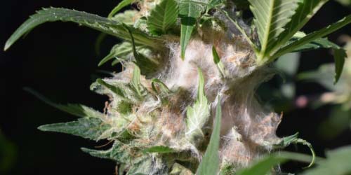 Moisissure Cannabis et Bud Rot Stop