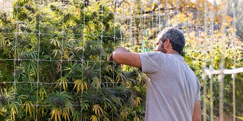 Un treillis pour un meilleur rendement de la culture du cannabis en extérieur