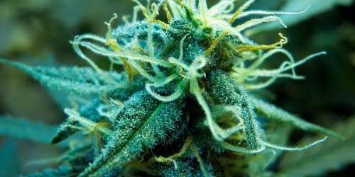 7 conseils pour Plante de Cannabis Femelle en Floraison