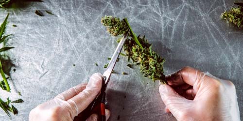 Taille du Cannabis - Informations & Instructions Claires