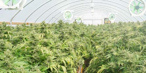 Culture Cannabis Sous Serre