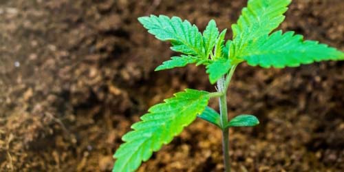 Culture de Cannabis dans de la Fibres de Coco : Culture Hydroponique