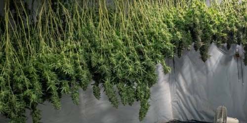 Comment Améliorer ma Récolte de Cannabis ?