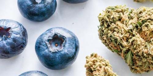 Améliorer le Goût du Cannabis En 8 étapes
